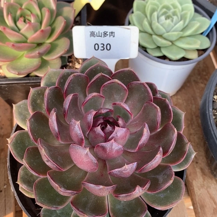 D030- 直播福利 蓝莓