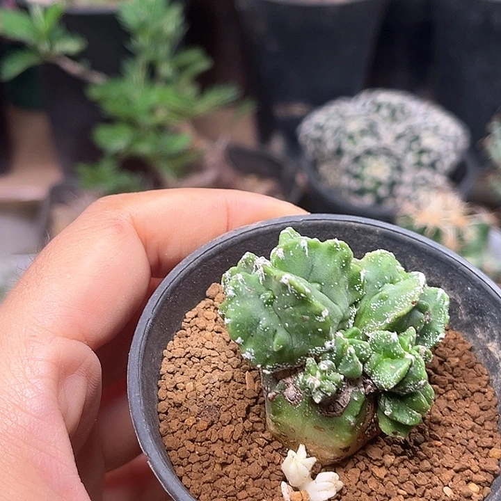 无花朵多头龟甲核桃实生