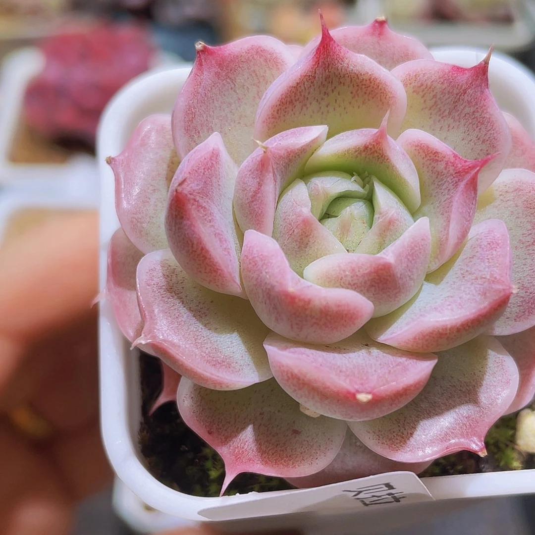 33精品多肉一物一拍