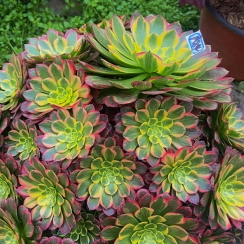 朝霞朵朵多肉84多肉