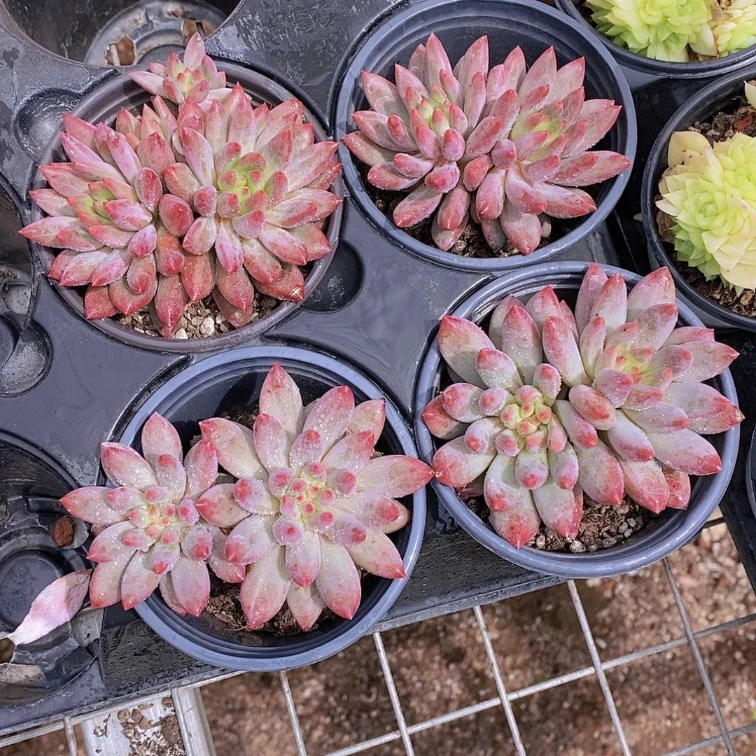 0715-虞美人双头福利一颗量拍
