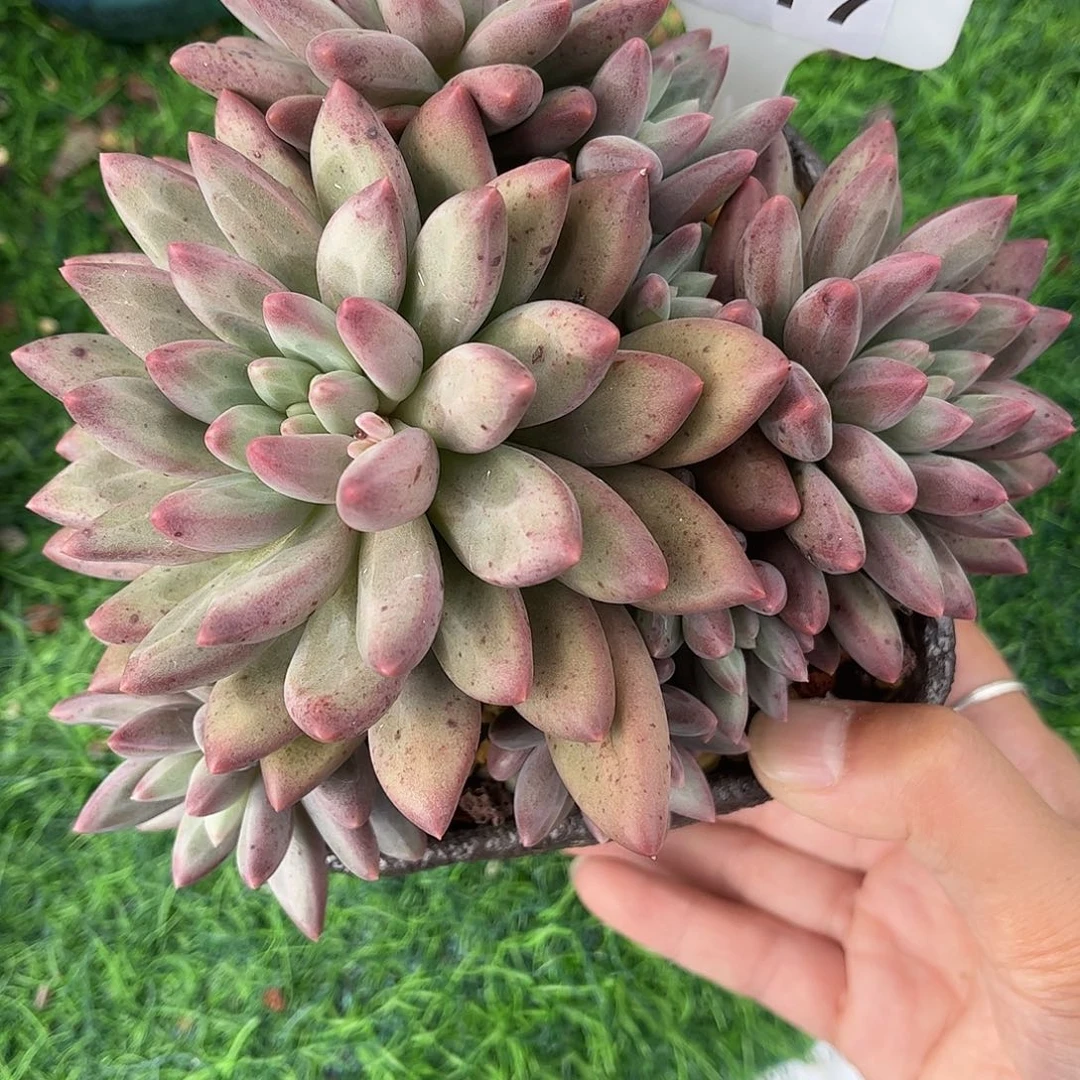 多肉植物3617 一定要拍个冷链哦