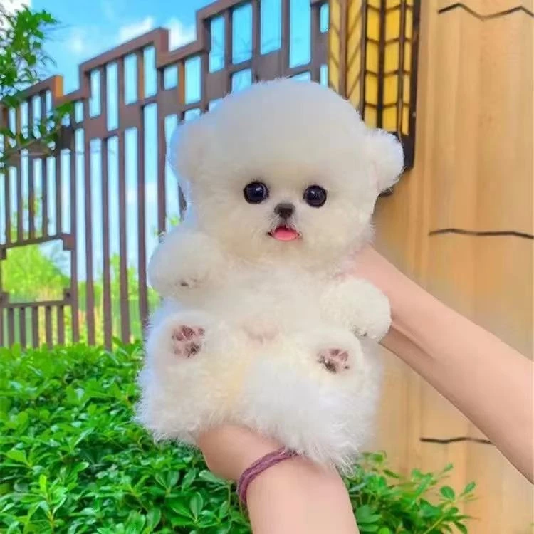 【卖狗的80后萌宠】狗狗活体链接