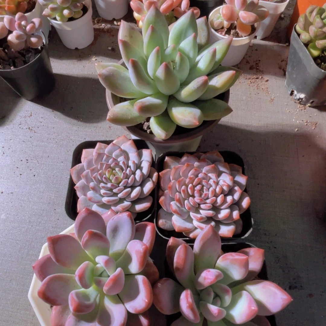 所罗门 星星橙两盆 奥普两盆