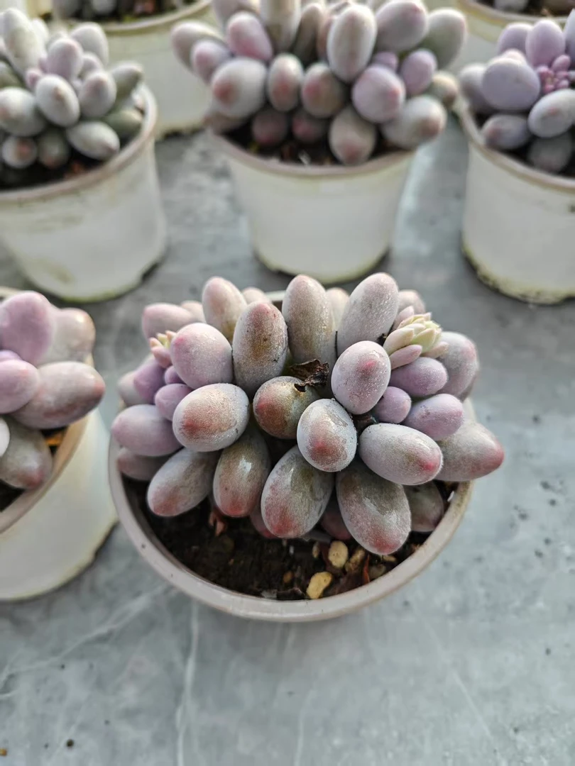 精控原始奶     11多肉