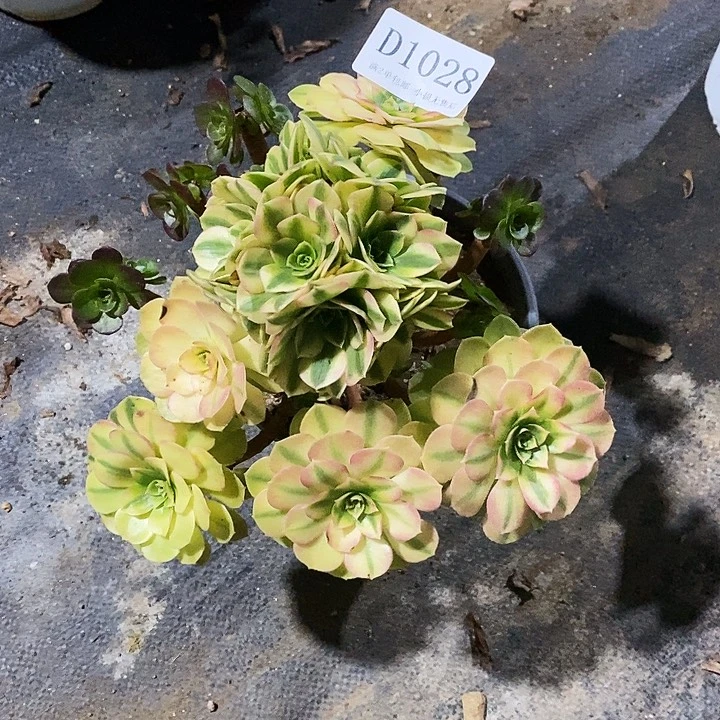 1028雨荷多肉母本无售后