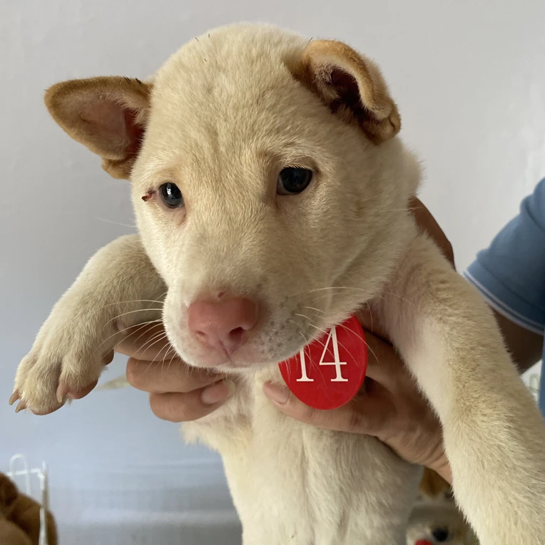 白猎中华田园犬白土狗