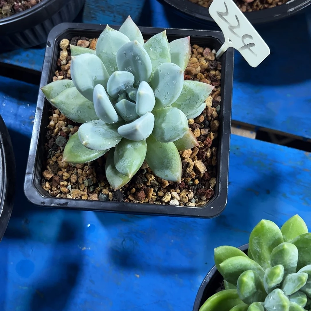 云***歌伊丽莎白多肉植物