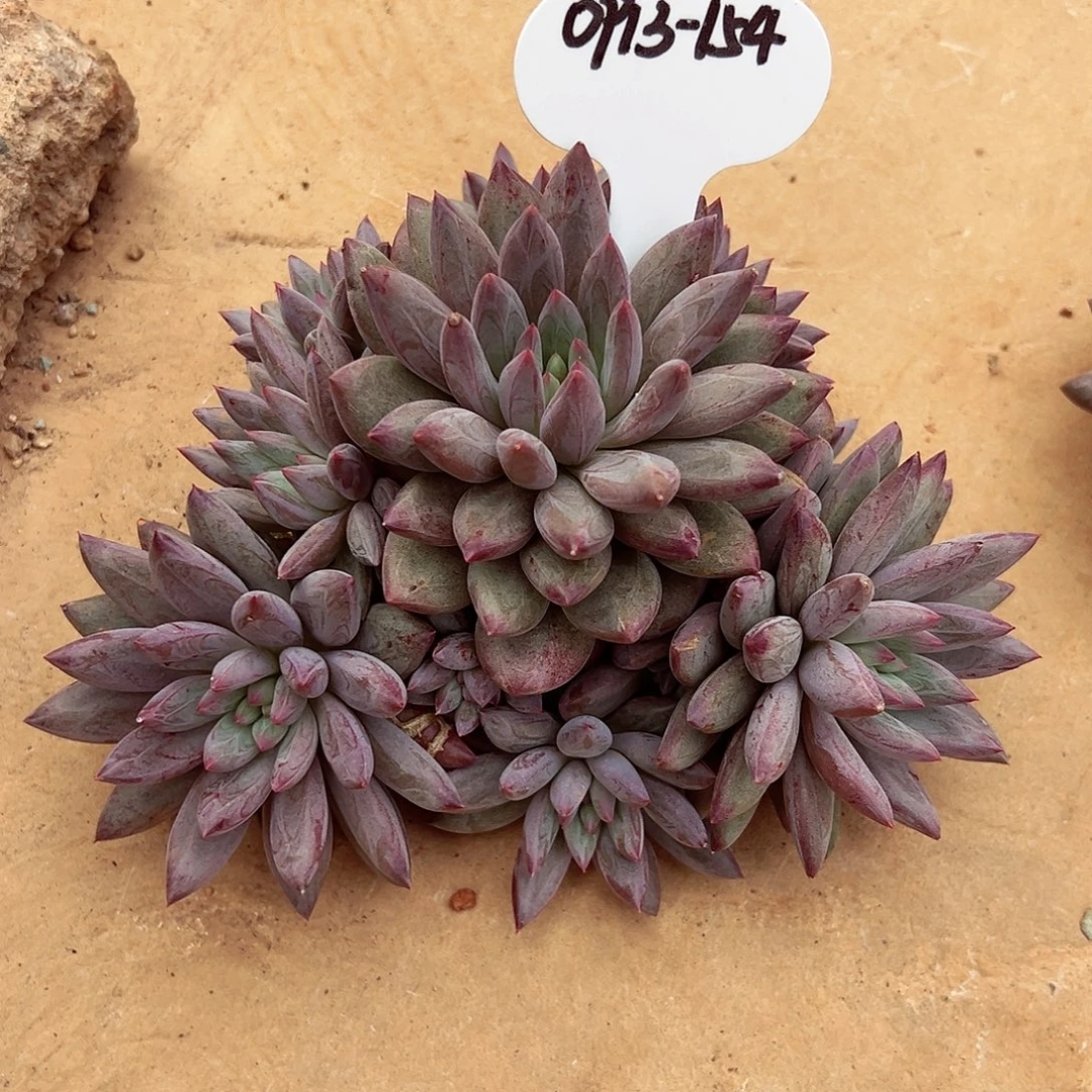 0913-154羽毛纹虞美人