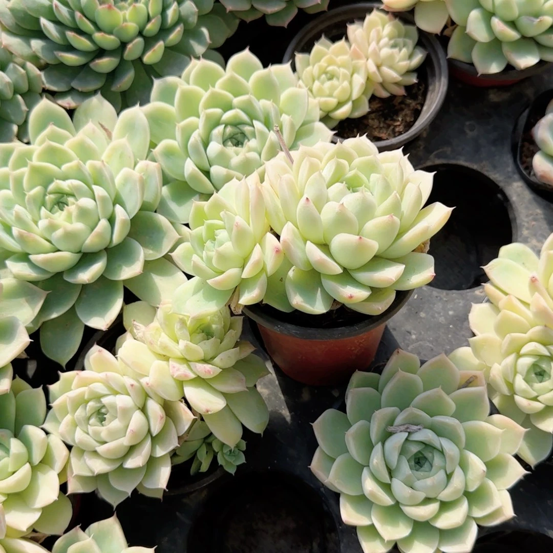 无花朵麦秆双头90