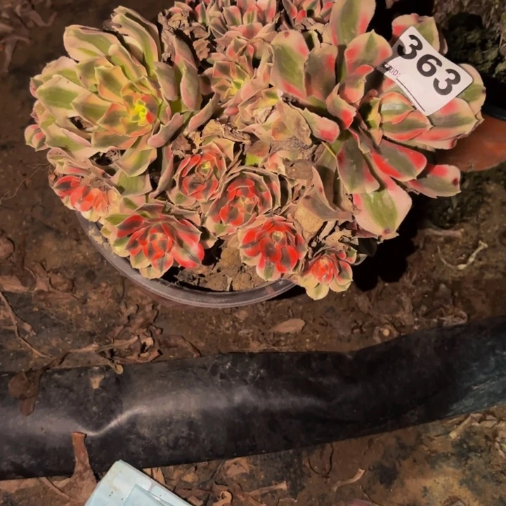 363女巫多肉植物不售后