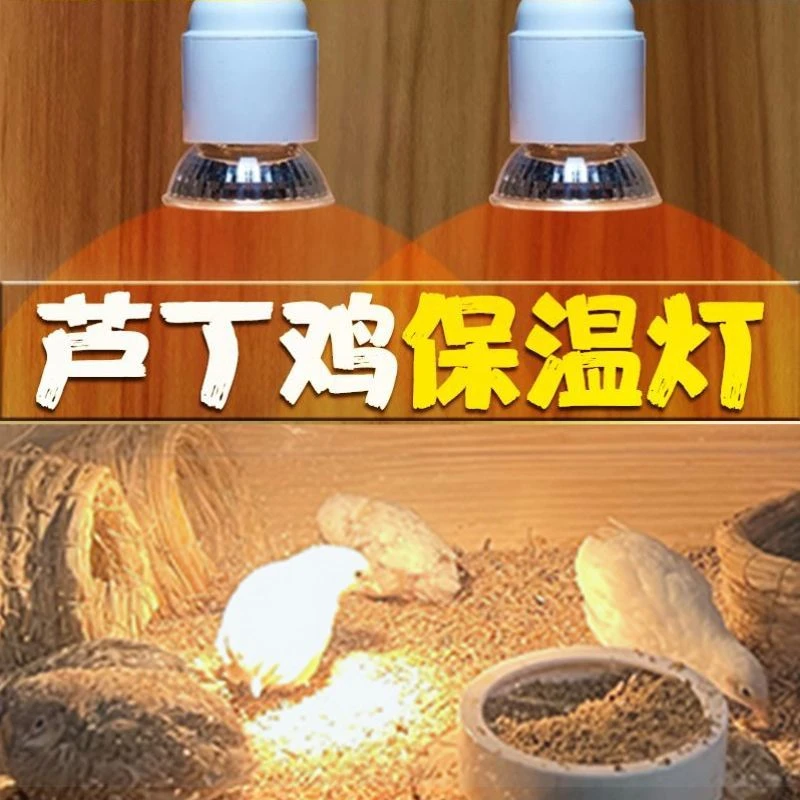 小鸡保温箱自动控制温度鹌鹑育雏箱雏鸟宠物保温箱育雏幼苗保温箱