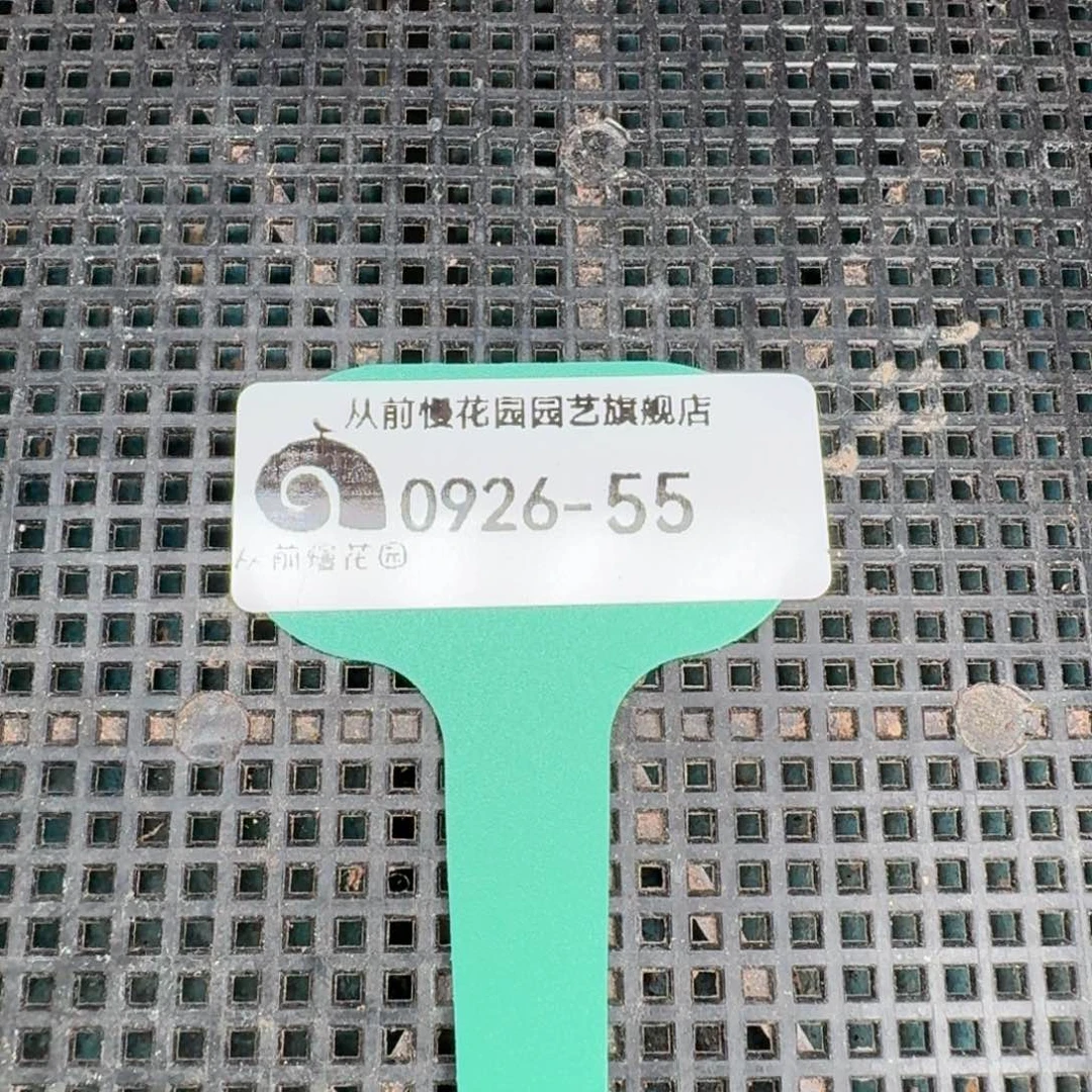 从前慢多肉精选编号0926.55