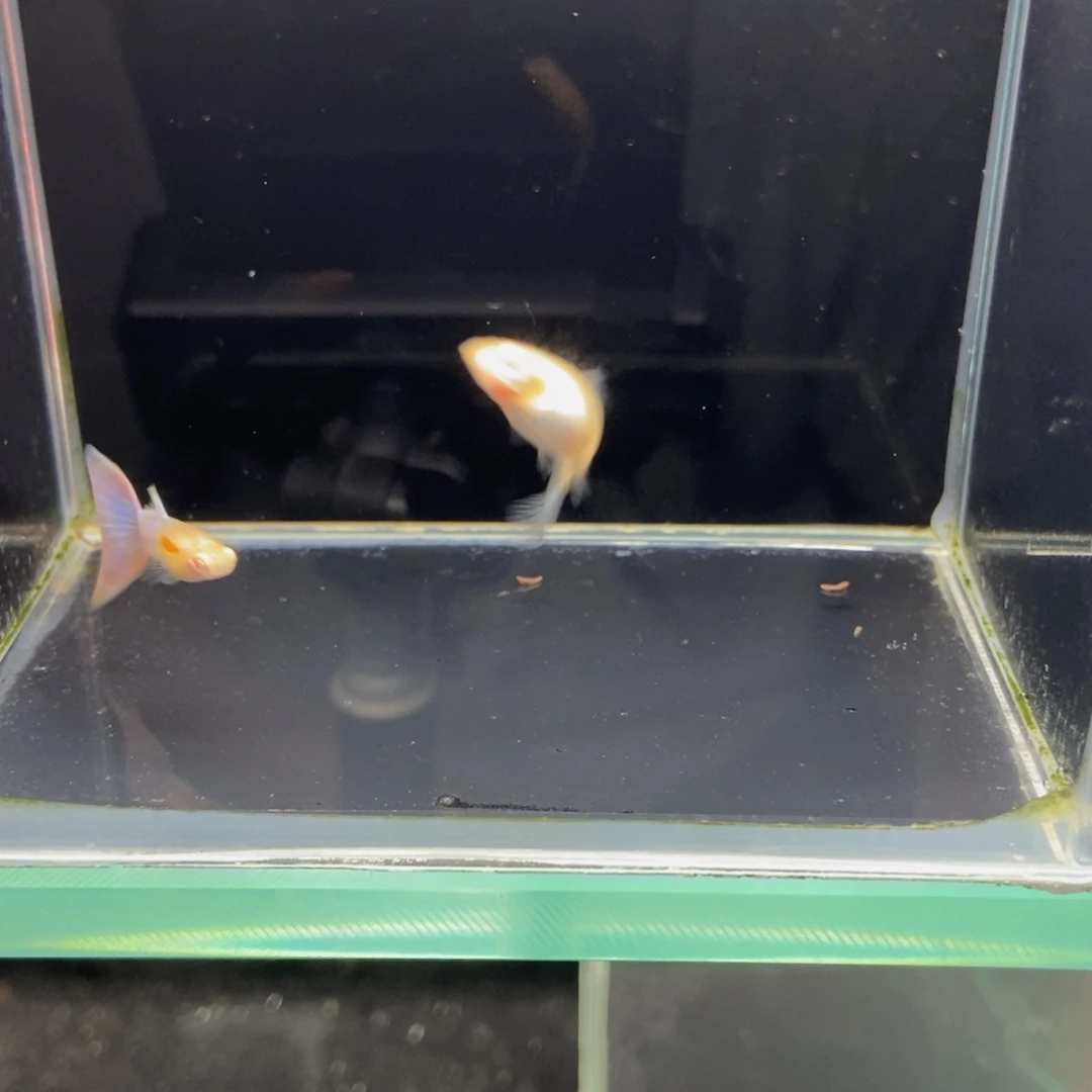 孔雀鱼天使彩虹孔雀鱼