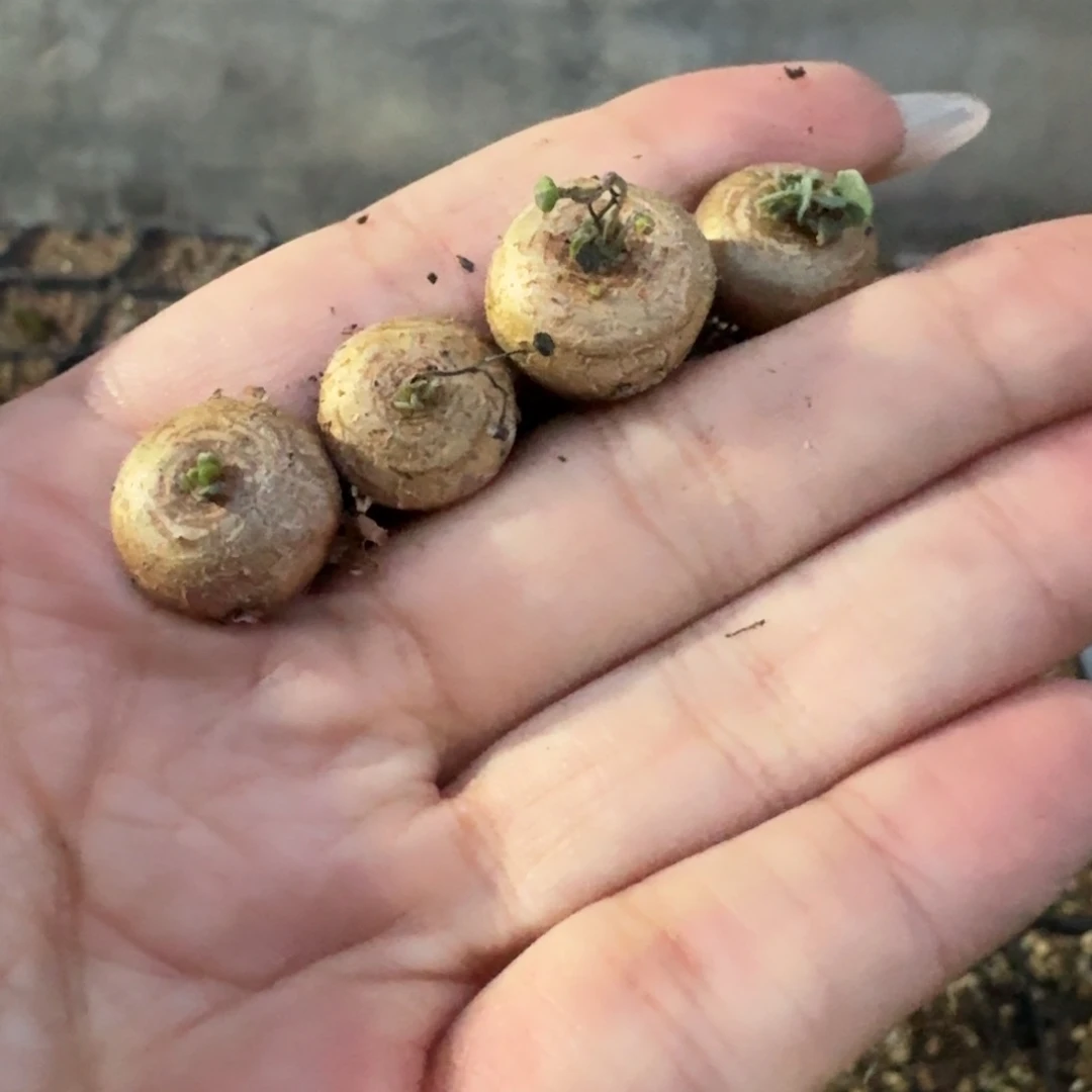 格加厚敦菊量拍多肉植物