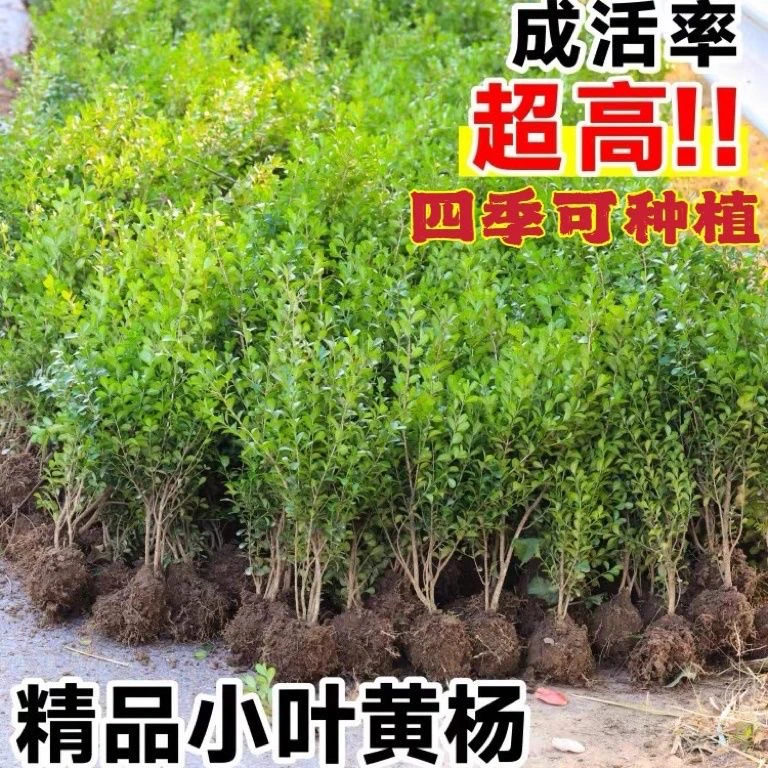 瓜子黄杨苗小叶瓜子四季常青耐阴耐寒常绿庭院绿篱笆围栏绿化地栽