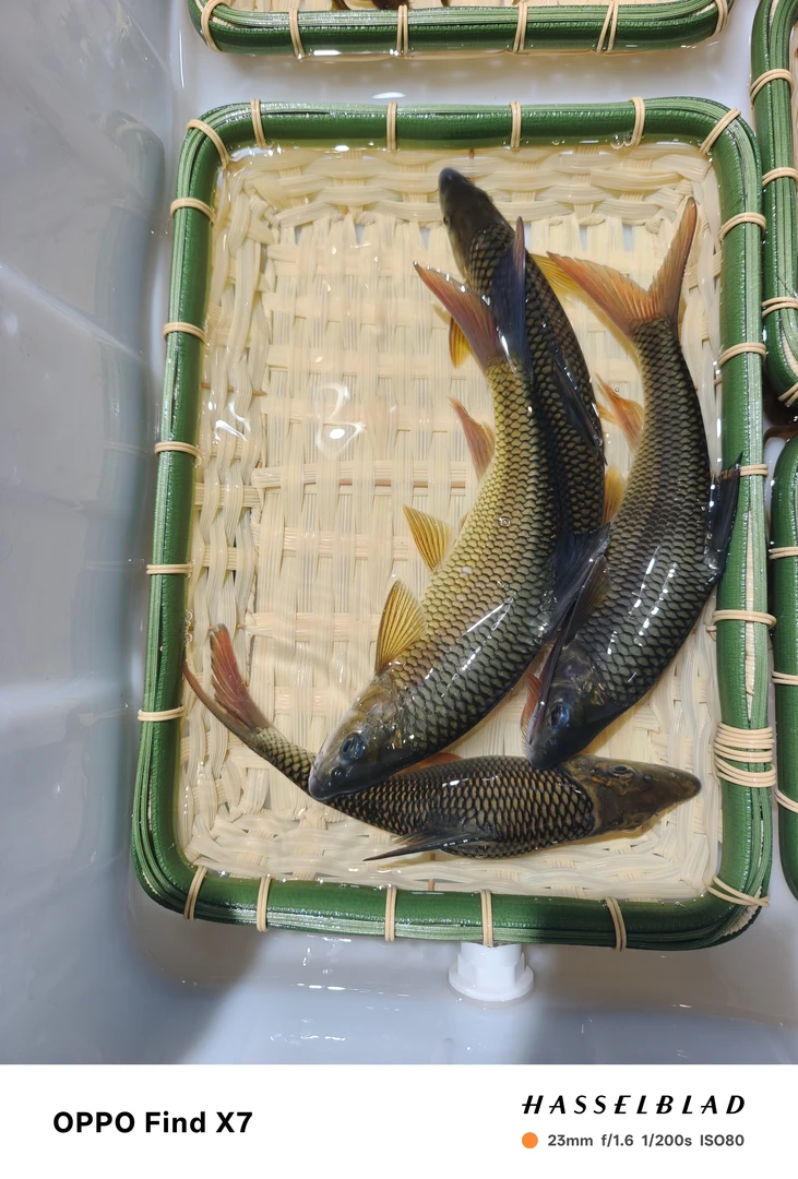 贵州深山溪流鱼现杀冰鲜顺丰包邮到家