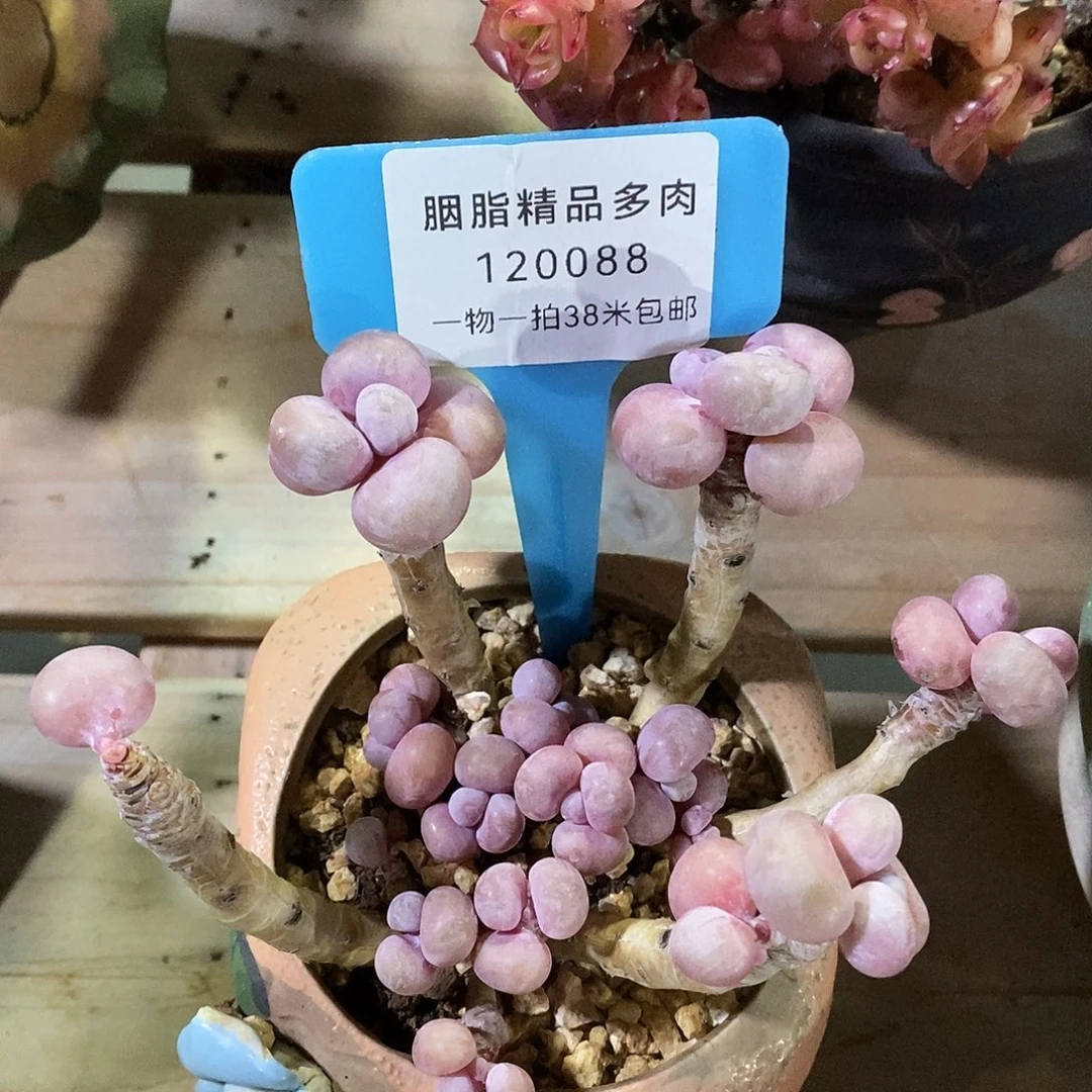 120088啊咯吐吐奶咯