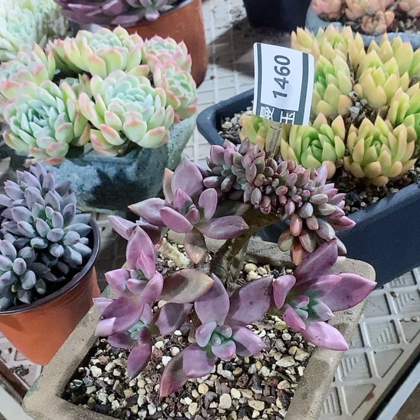 【闪购商品】桃花源缀1460