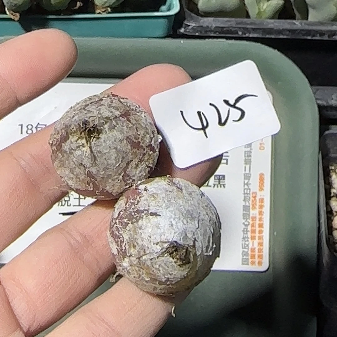425号，大灯泡，18包邮