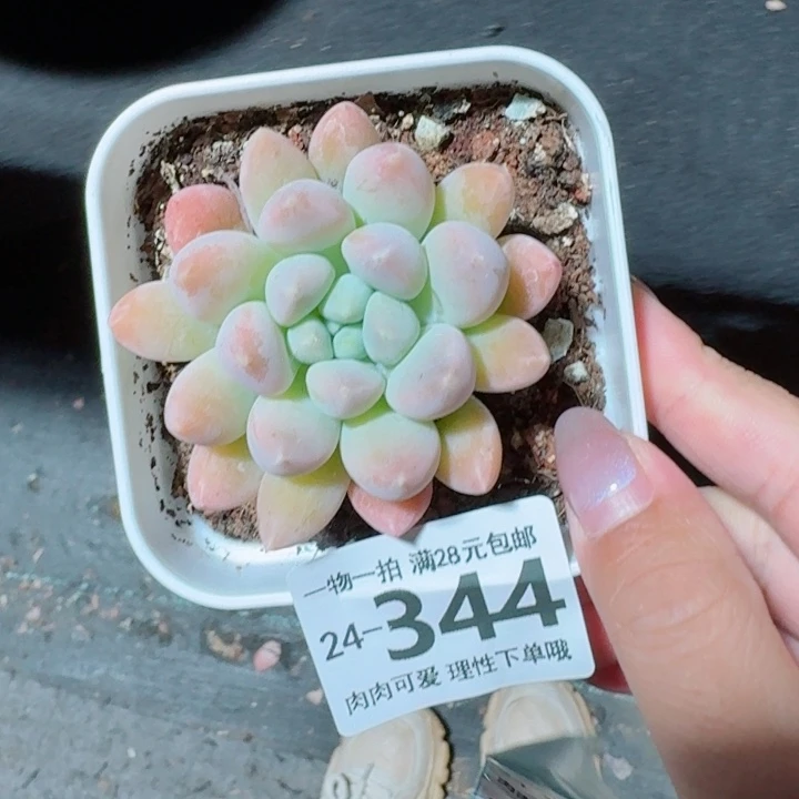 星空美人无盆土发货无盆土发货