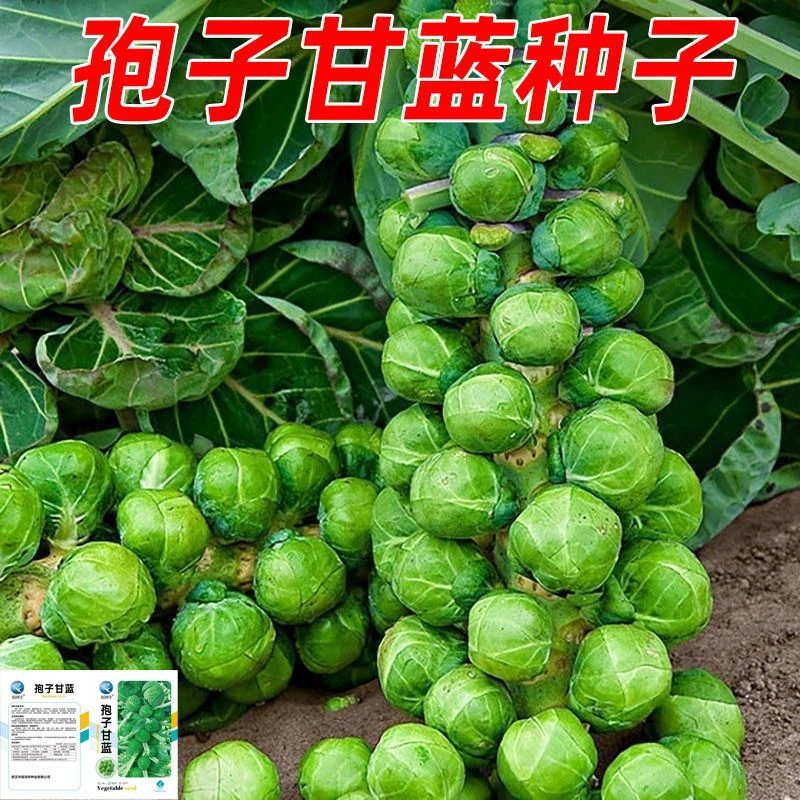 孢子甘蓝种子四季播种抱子甘蓝小包菜卷心菜包心菜秋冬蔬菜种子