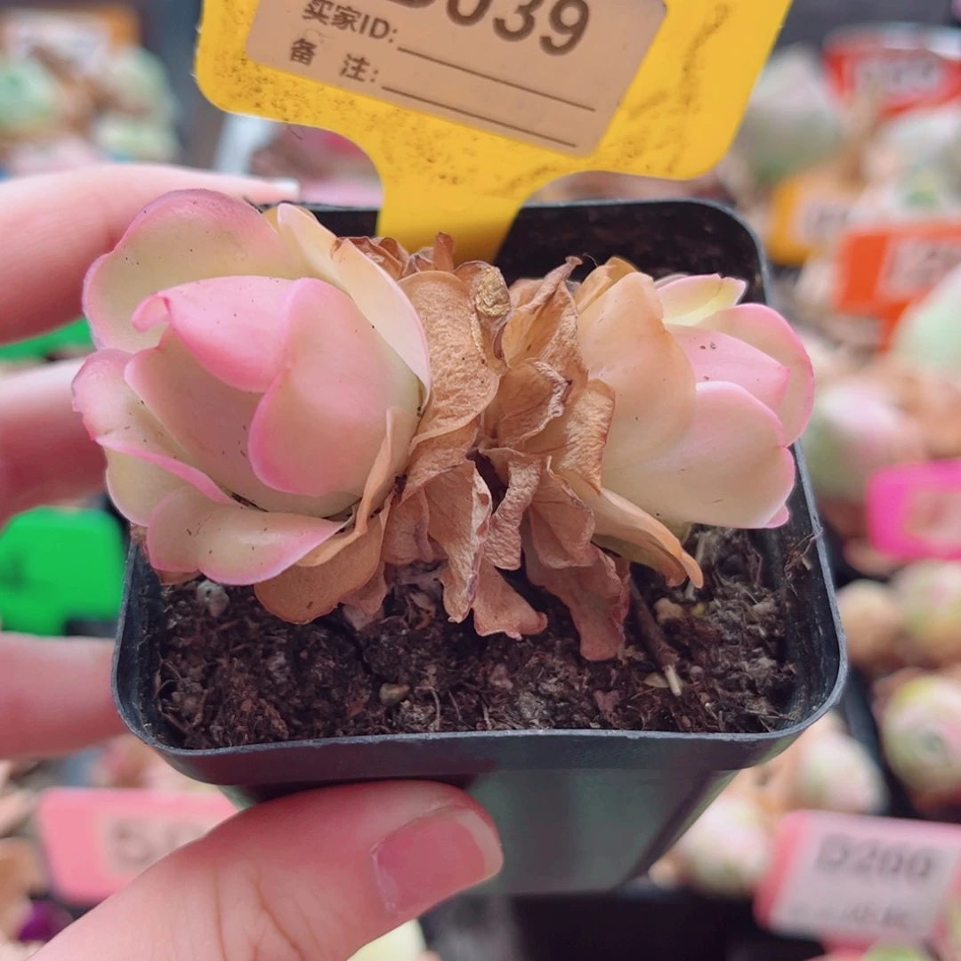 D039 果粒橙 一物一拍