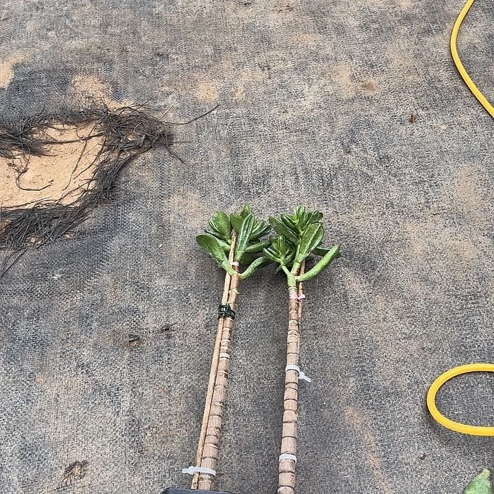 梦***客当前无花栽培后可以开花18