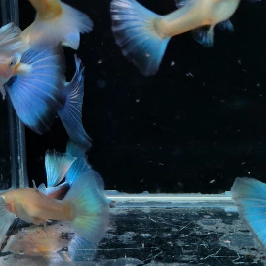 猫***偶孔雀鱼欧意黄化蓝礼服四对