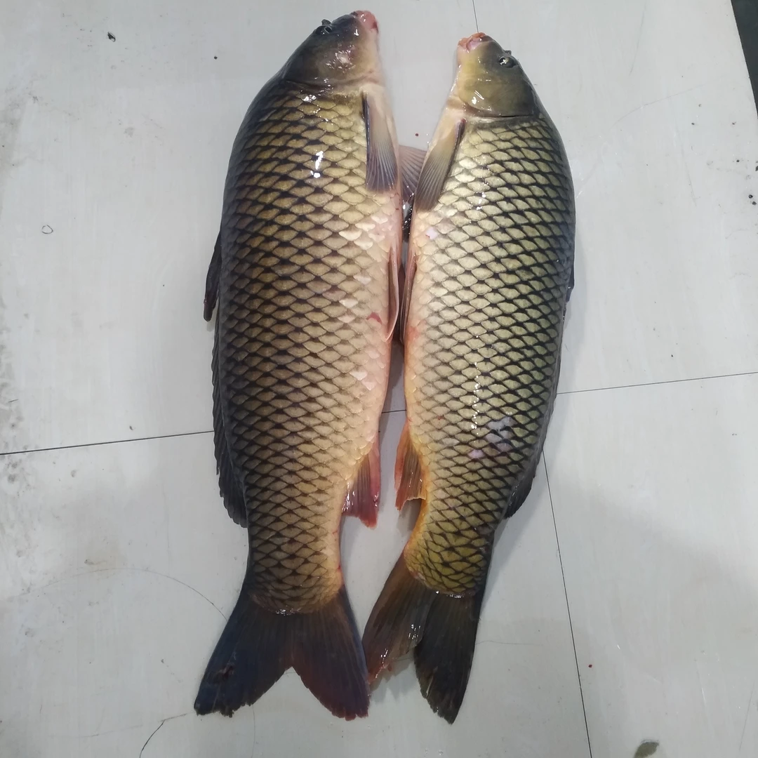 黑龙江乌苏里江鲤鱼（顺丰包邮）