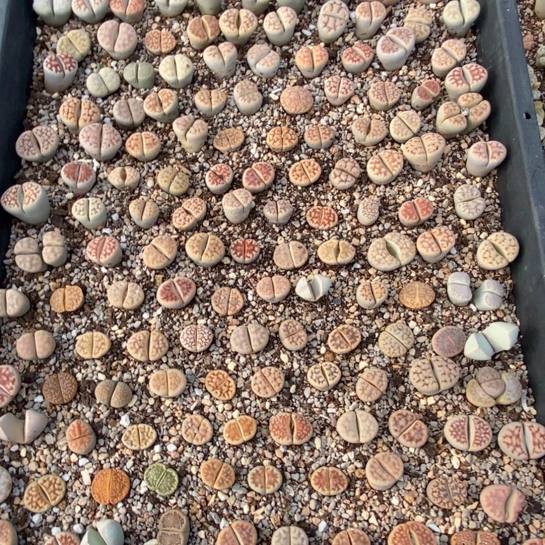 花纹玉一筐带盆带土发货