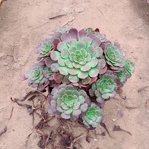 啊啊啊啊啊啊啊黑暗萝莉11