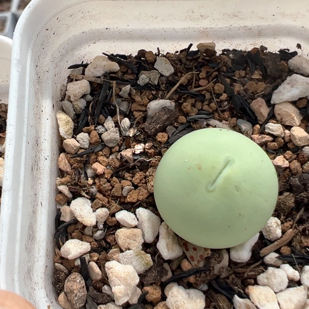 天***咪24多肉植物百科知识