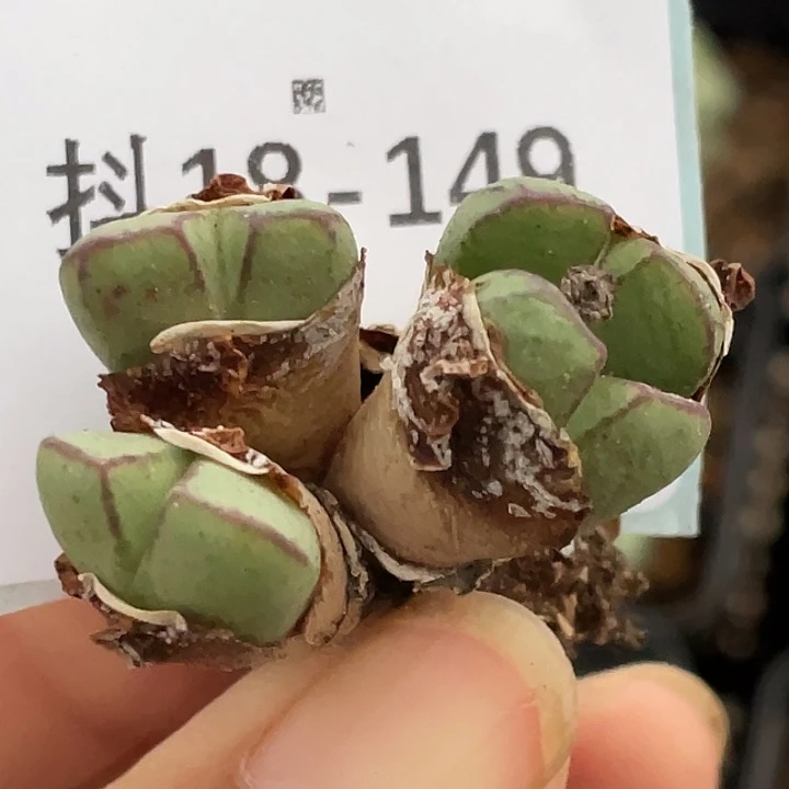 18-149将多肉植物肉锥