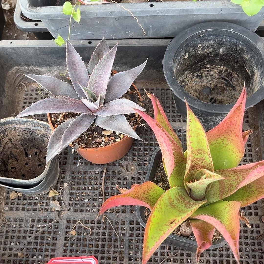 家**集龙舌兰玛雅女王，疯狂翘发20