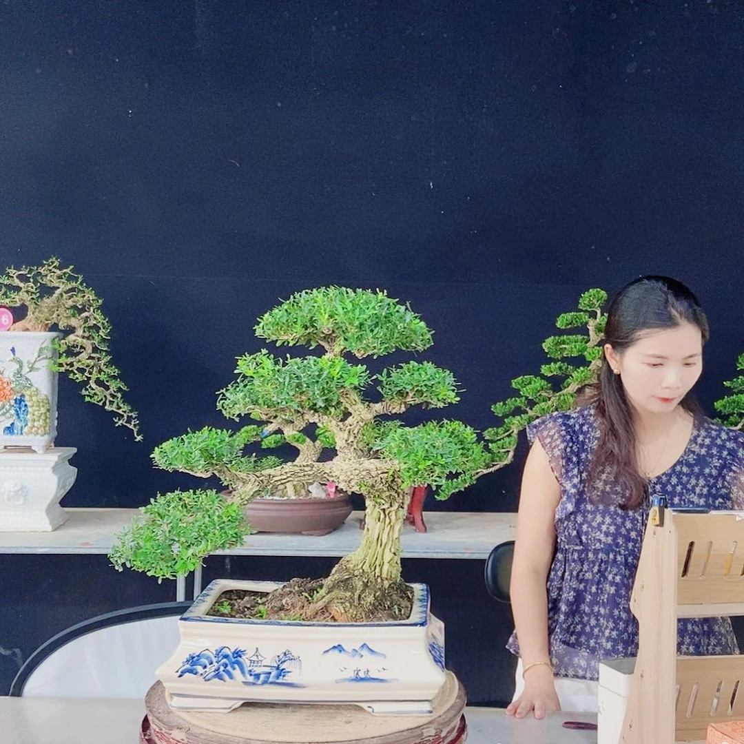 当前无花朵，栽培后可花朵