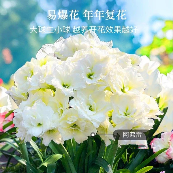 朱顶红阿弗雷重瓣阳台庭院室内盆栽植物多季开花花园室外花卉球根
