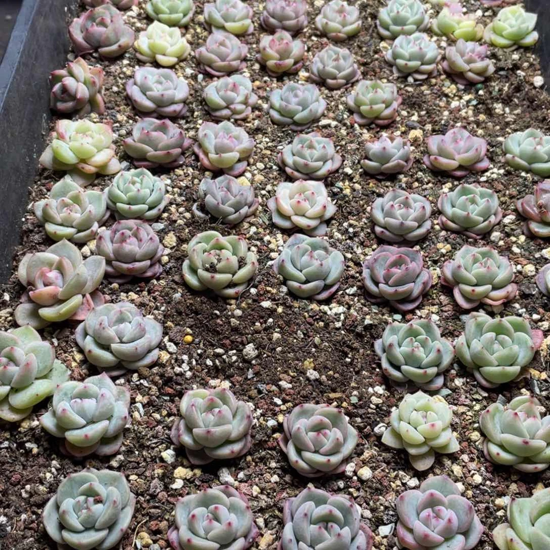 根***醒珍妮混一物一拍116