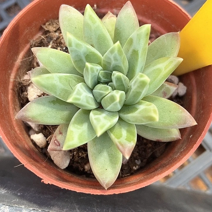 多肉植物美人799