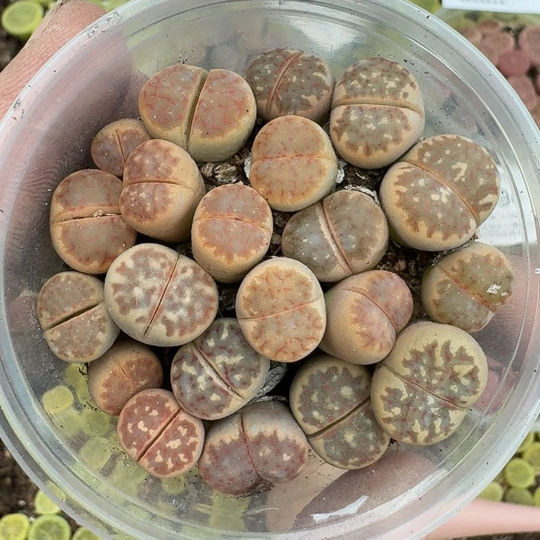 1997 哈哈哈哈哈哈哈哈哈哈