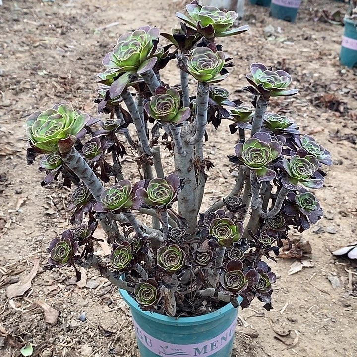 圆叶多肉植物母本025