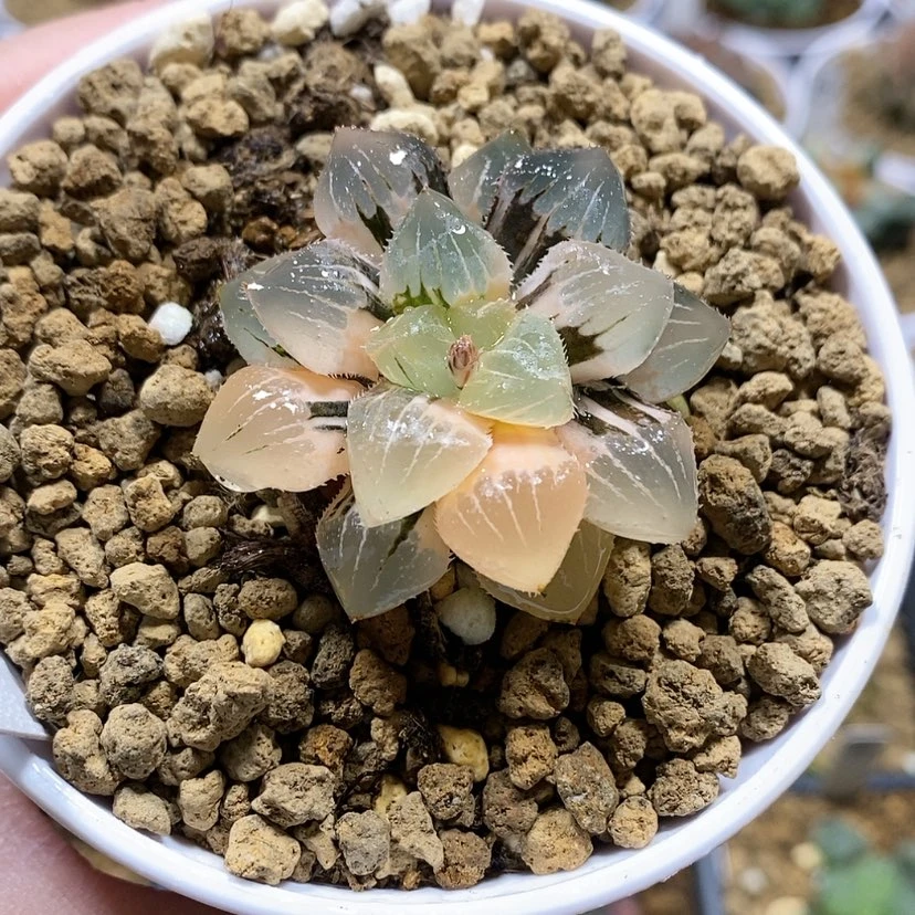 【闪购商品】131糯玉露锦