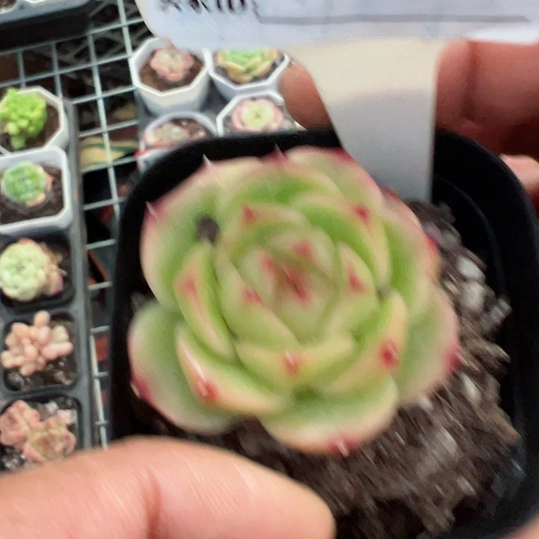 135玉玲珑十八包邮
