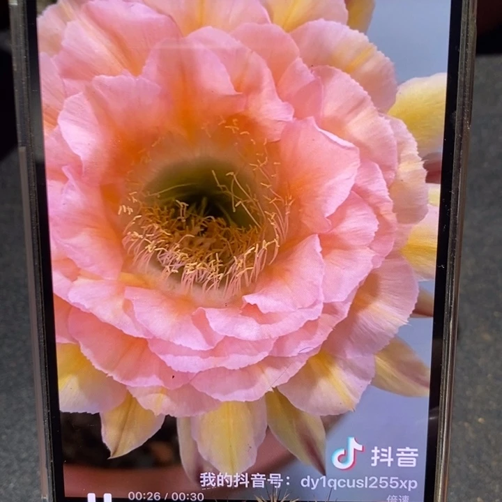 香香新梦幻侧芽3.5公分左右