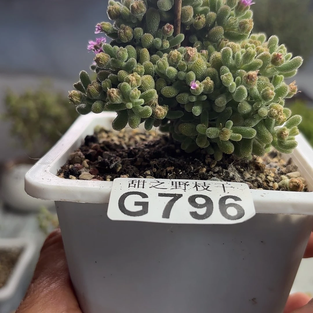 796冰晶枝干番杏