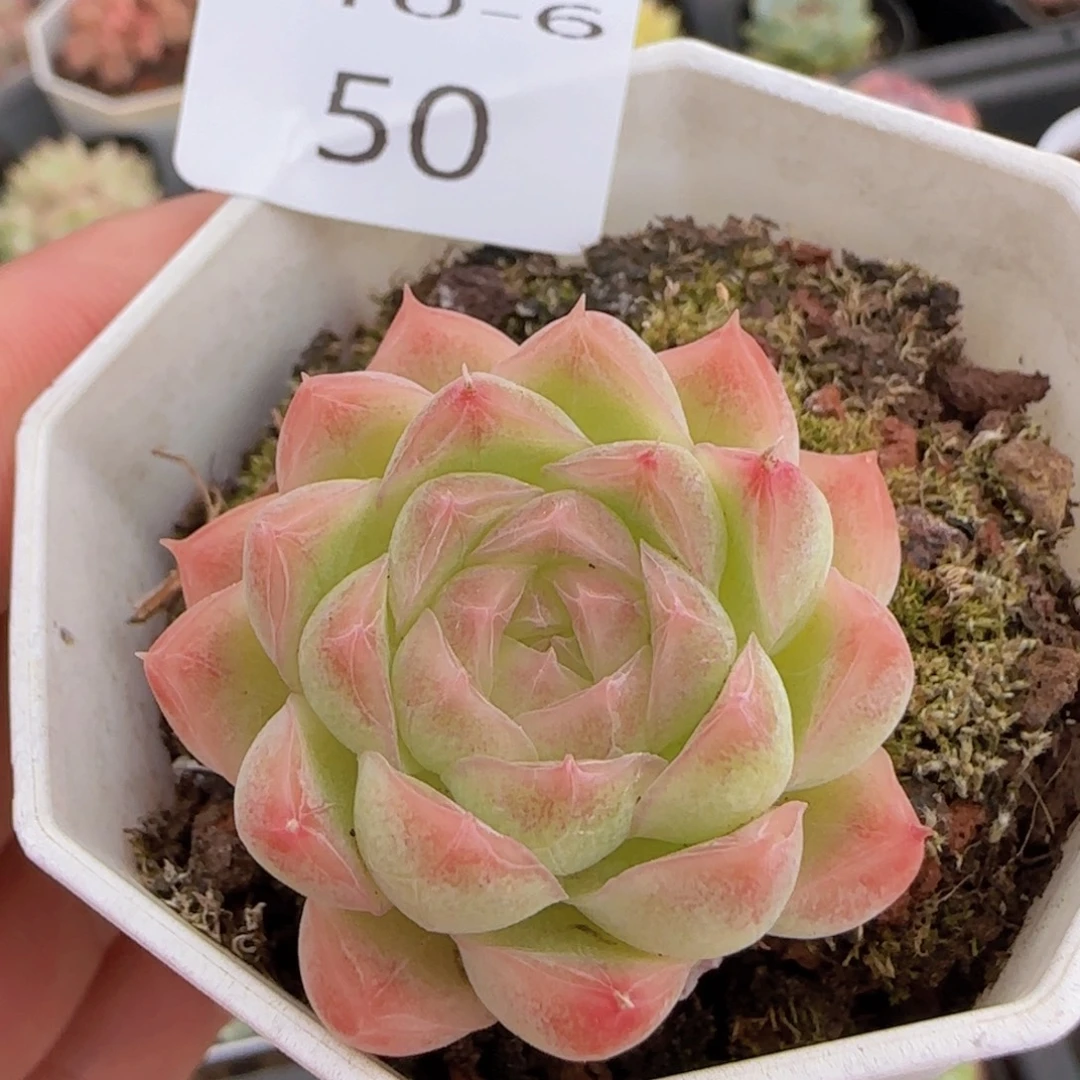 明月心单头一颗脱土