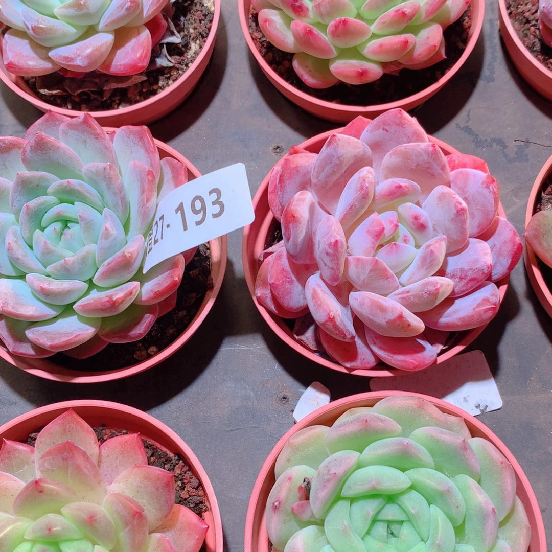 27-193一物一拍多肉带盆9颗