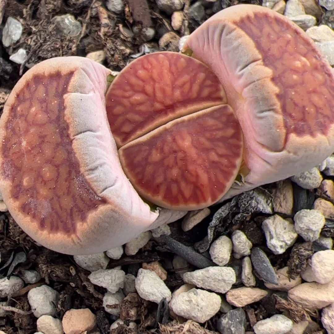 0427号菊 多肉植物