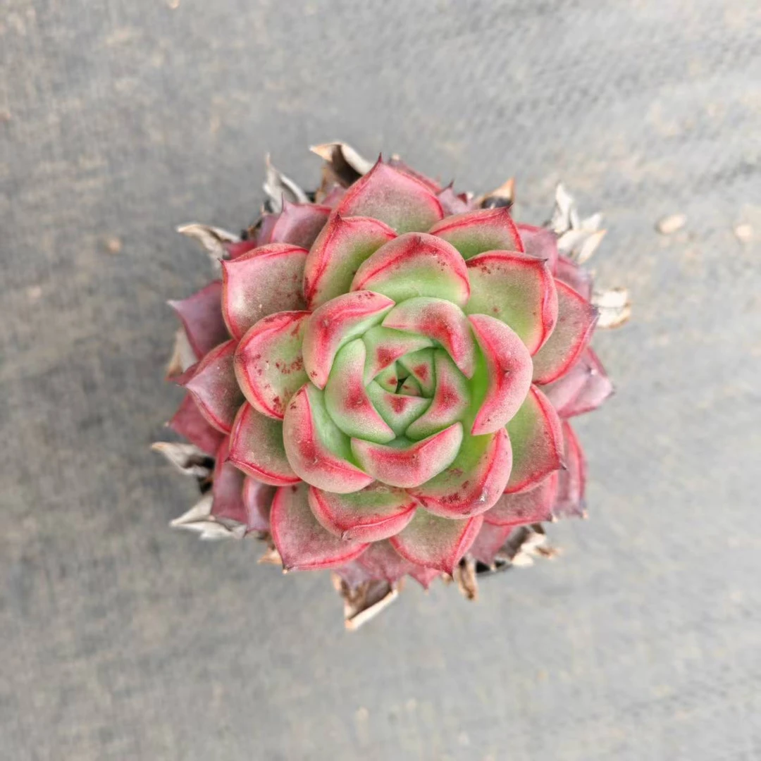 7#羞红多肉植物  前男友精品多肉SM653