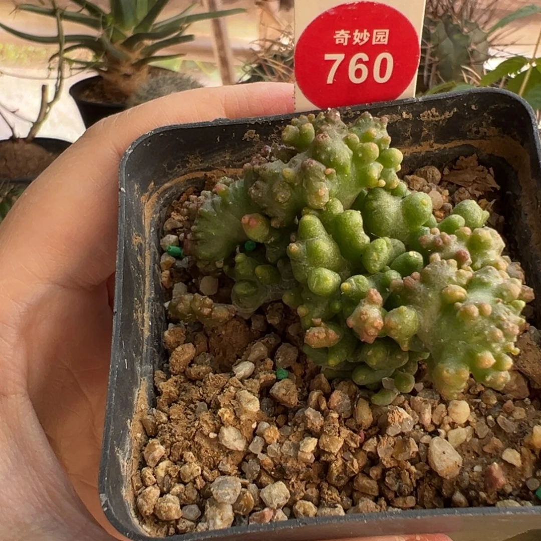 程程柱石化群一棵仙人球